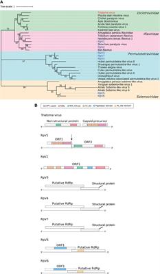 The Neglected Virome of Triatomine Insects